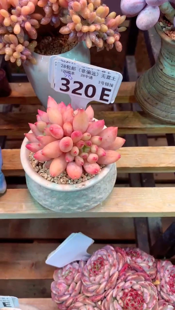 320E（一物一拍，精品多肉，w所见即所得