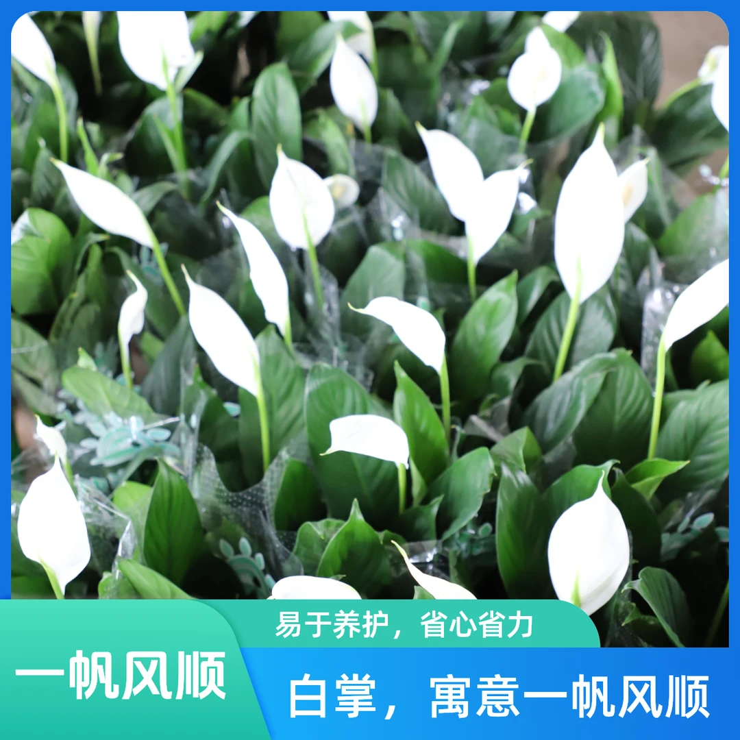 白掌盆栽一帆风顺水培土培植物室内好养花卉净化空气大盆绿植