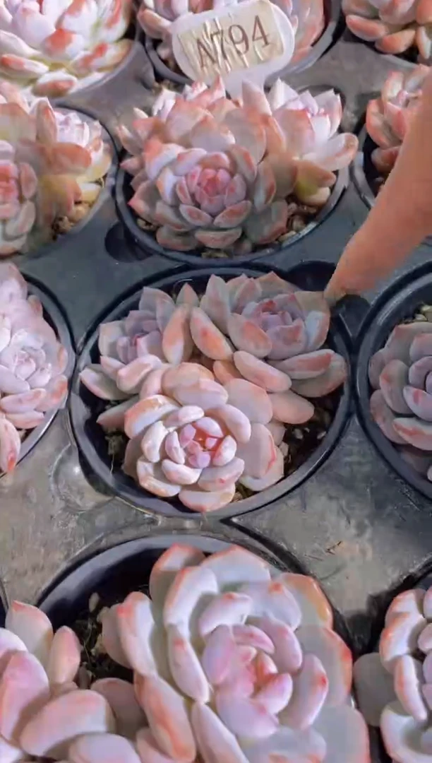 A794-星星橙捧花群（量拍）