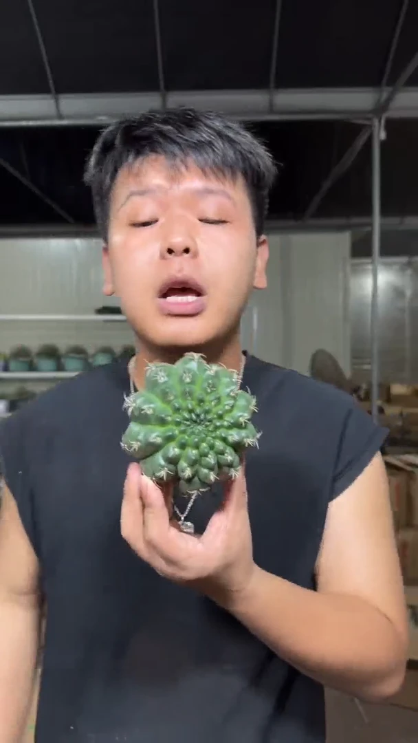 7-9cm 实生根 绯花玉 不指定带花苞