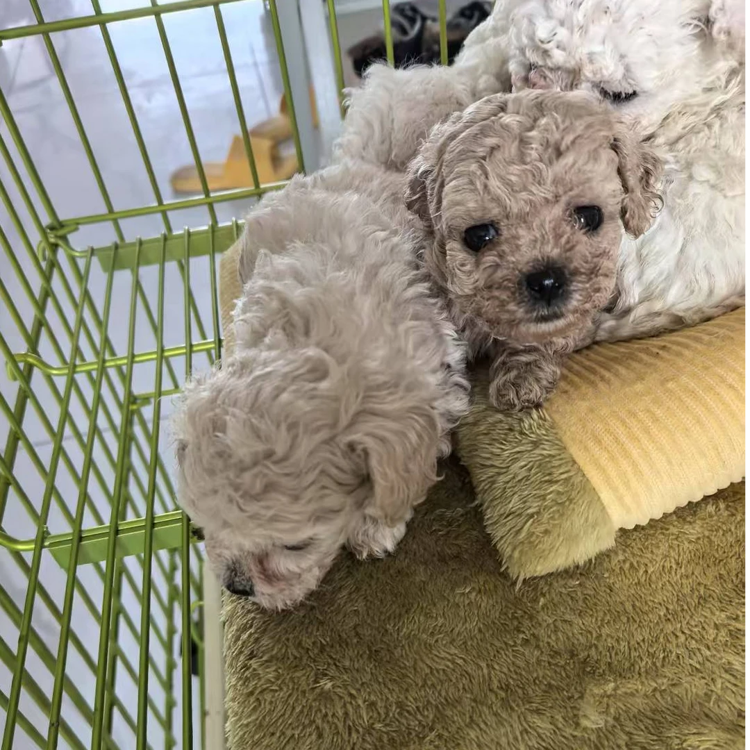 泰迪熊.活体.狗狗.小狗.幼犬.