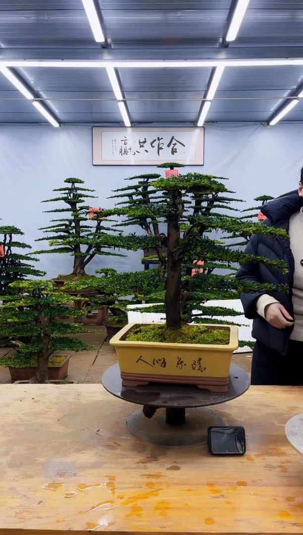 无花朵一物一拍·所见即所得