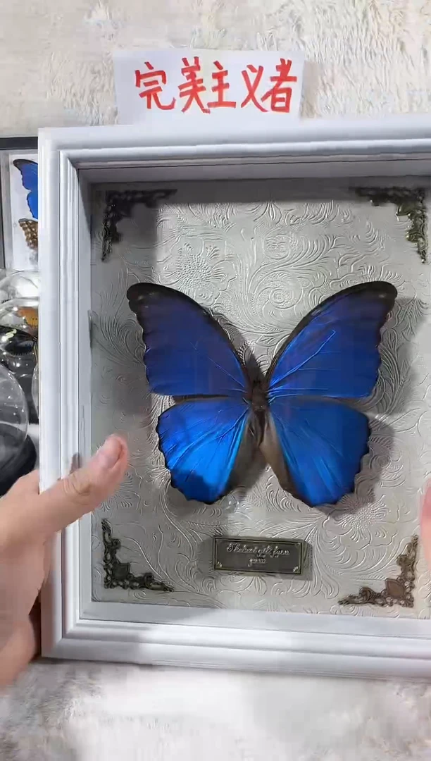 木大蓝闪蝶白色纹理款10寸相框