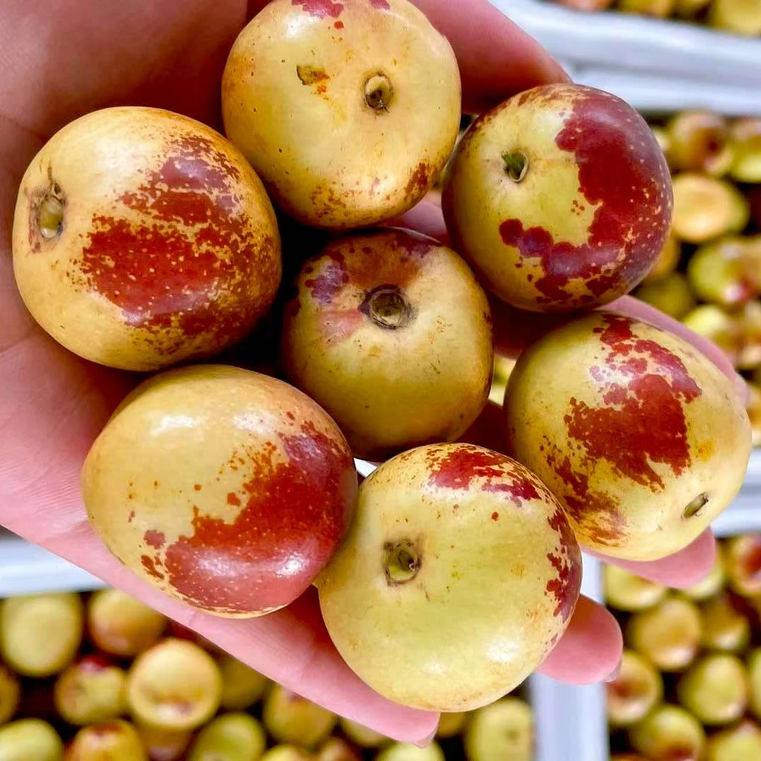 正宗脆甜冬枣当季新鲜现摘脆甜枣子孕妇水果产地直发5斤包邮