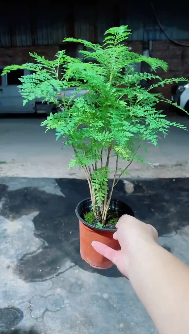 当前无花栽培后可以开花蓝花楹