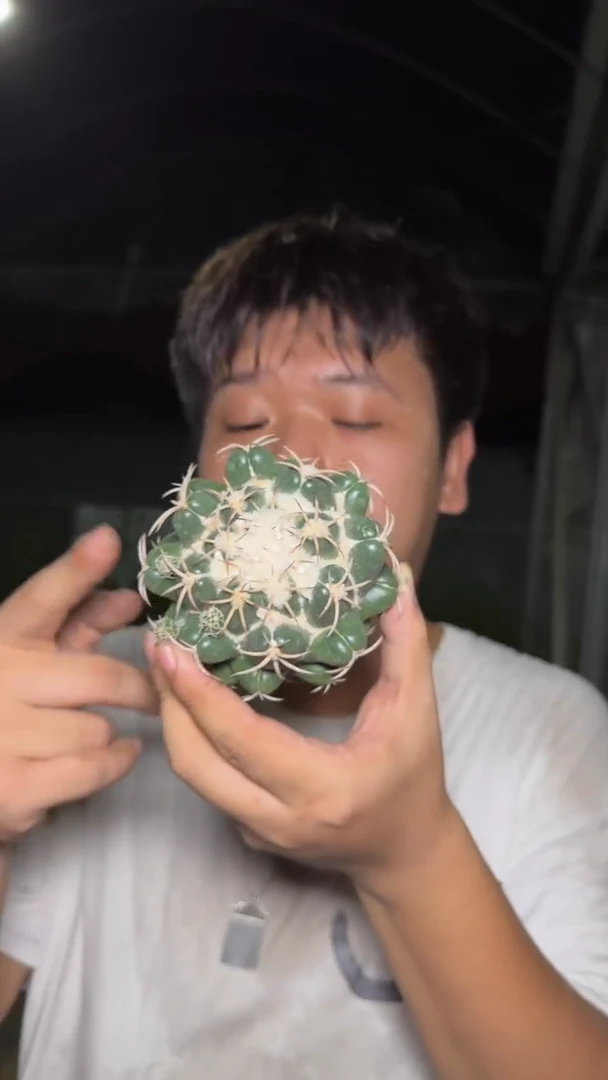 大单头 巨象 8-12cm