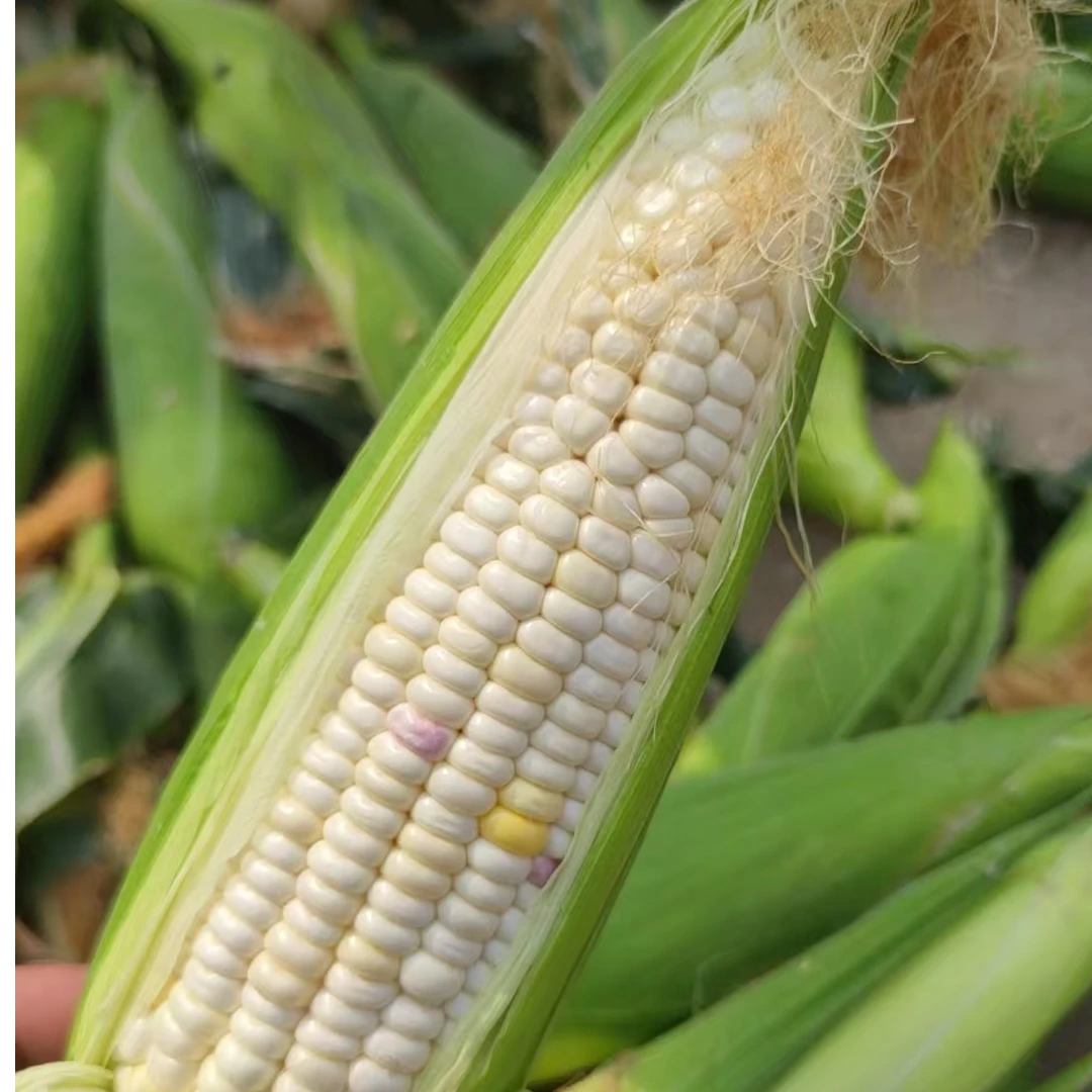 瑞合春   甜糯玉米