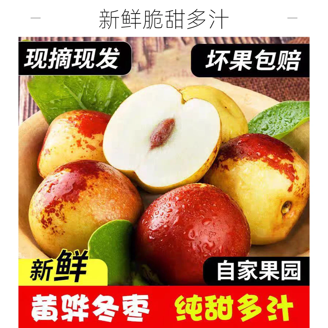 【顺丰明日达】河北黄骅冬枣头茬新鲜采摘黄骅冬枣河北省