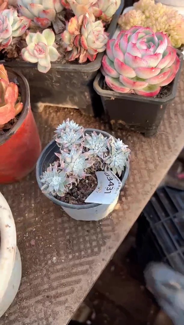 轻*扬多肉植物一物一拍03431