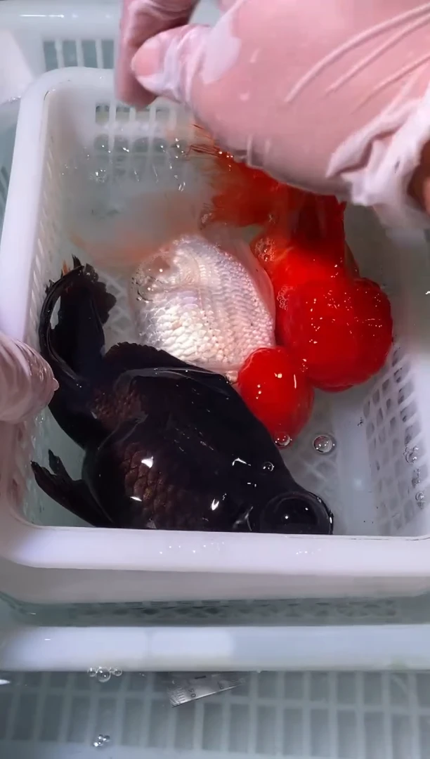 金鱼红狮1条鸿运当头1条黑龙睛1条{无开箱视频不售后}