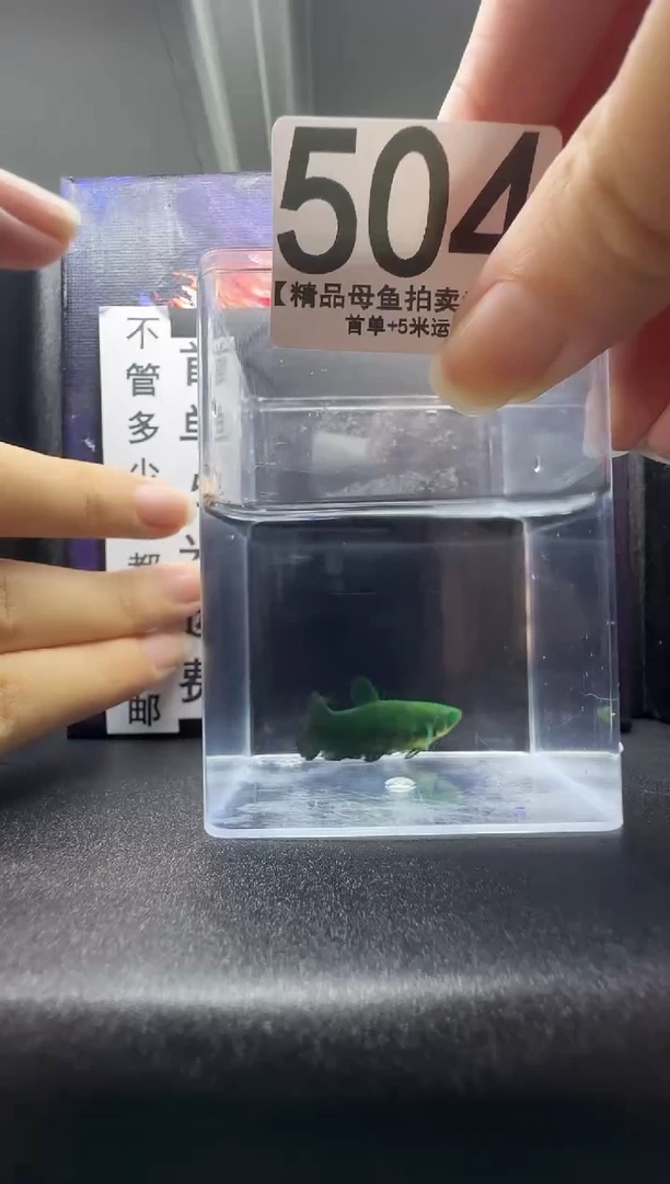 斗鱼母鱼编号：504