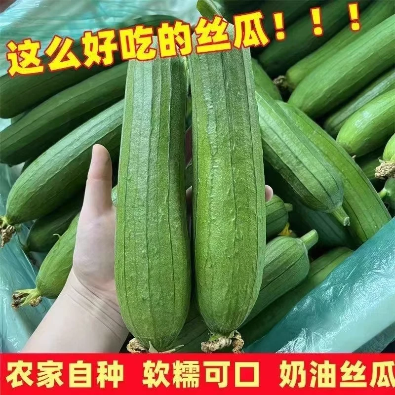 【玉农助农】5斤装/湖北荆州蔬菜农家新鲜现摘棒丝瓜鲜嫩清甜口感好