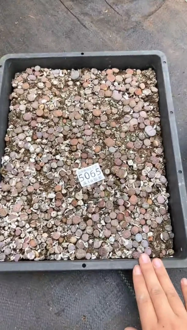 5065特价曲玉框有疤瑕疵带土不带盆发货