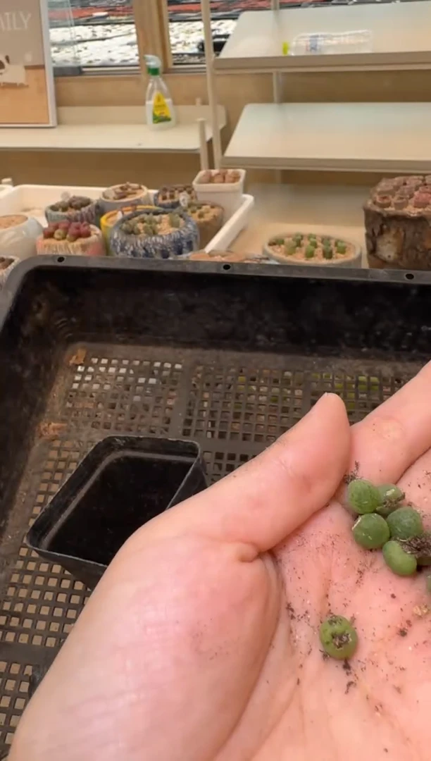 14-164多肉植物肉锥