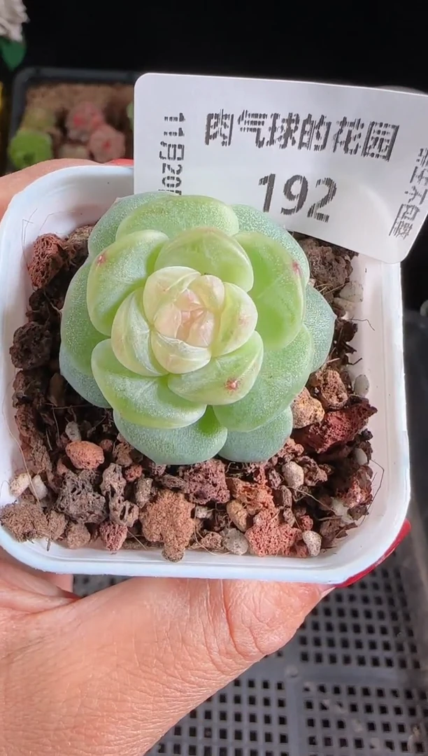 1120-192星月群生不包整