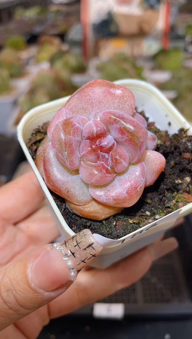 【闪购商品】186葡萄果冻