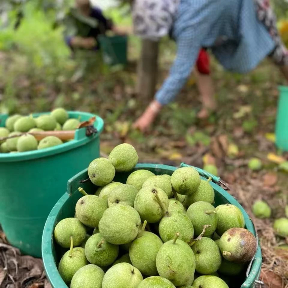 新疆2025年阿克苏185纸皮核桃青皮核桃农家种植现摘现发