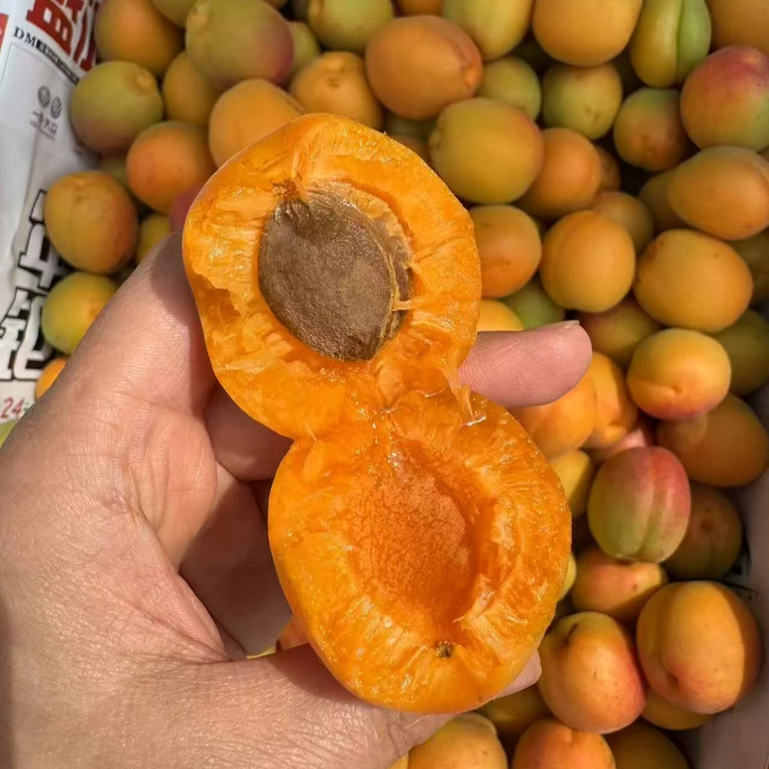 青岛崂山蜜香杏香甜山杏新鲜发货