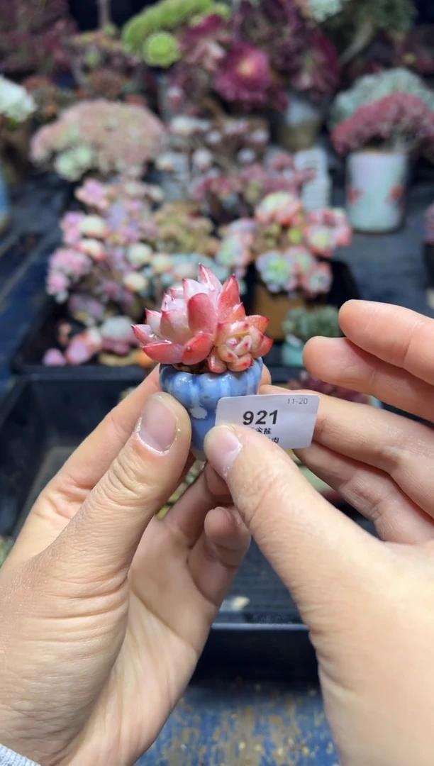 茉**开921            带盆