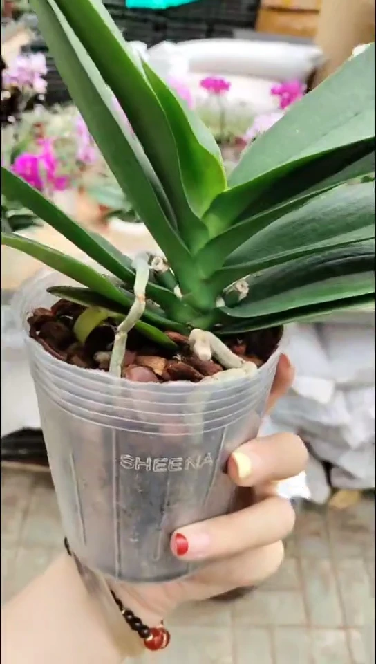 全部花朵班尼（花后）先到先得