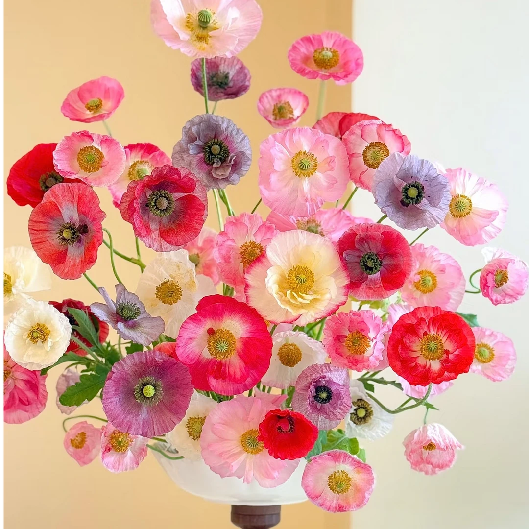 【盼盼鲜花】不选色虞美人 一单陆运/两单升级冷链发 云南基地发