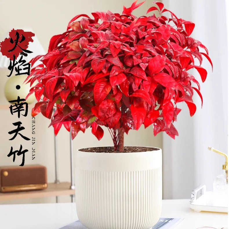 [越冷越红]火焰南天竹盆栽观叶南天竹