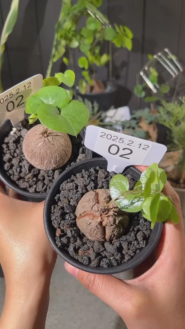 【闪购商品】南非龟甲龙2.12.2