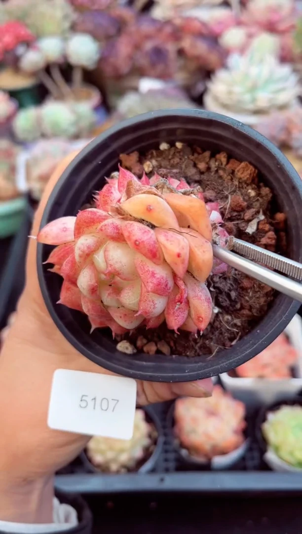 【闪购商品】5107单头红樱多肉