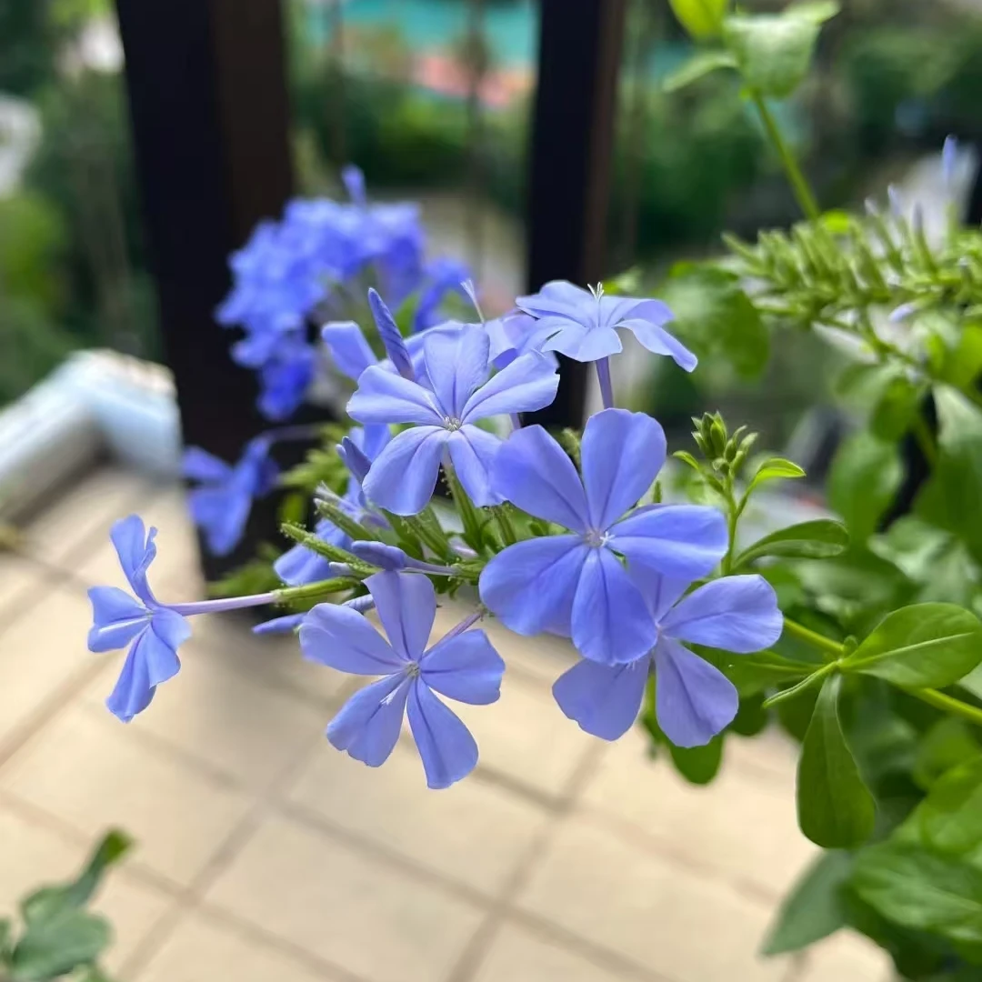 【蓝雪花】为夏季而生，多年生的草本花卉，耐高温。
