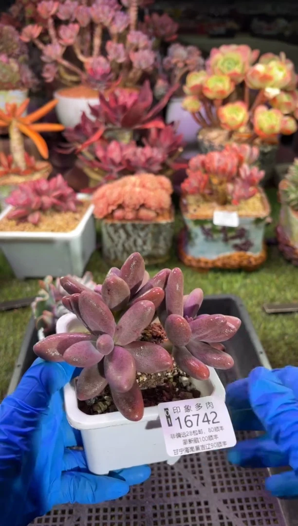 【闪购商品】16742