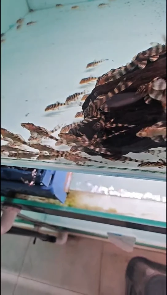 工具鱼随*风中通快递 398老虎2.8-3厘米10只