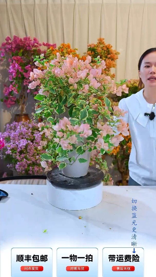 大部分开放少量花苞金边马斯