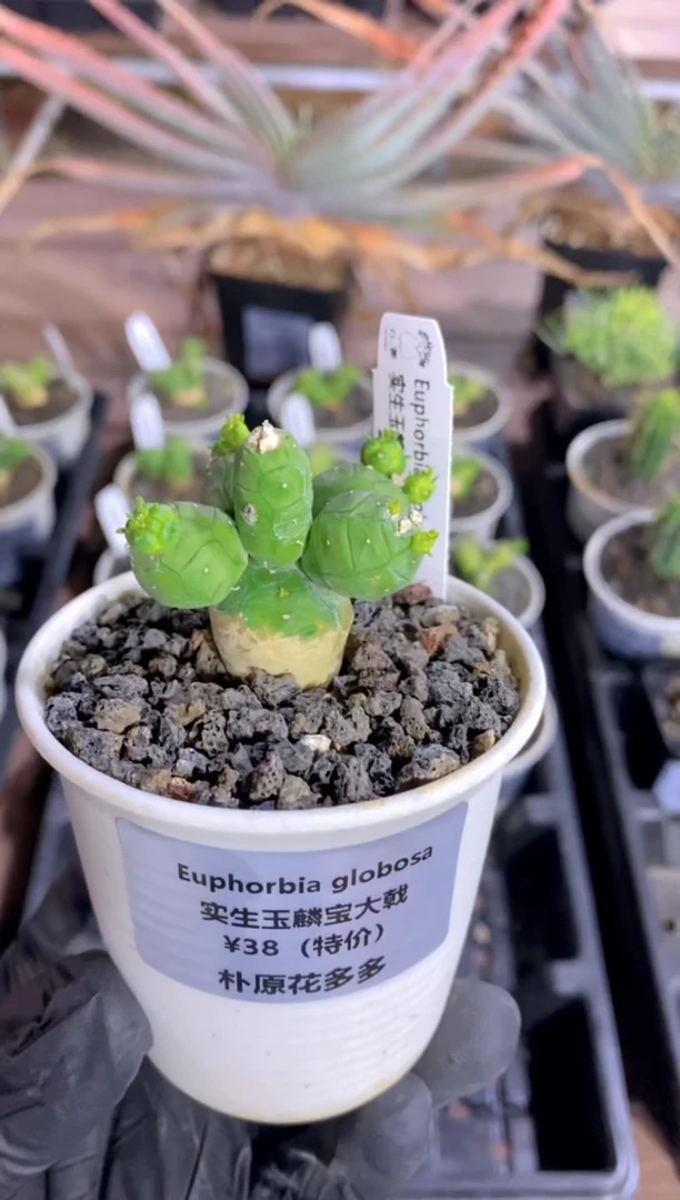 【闪购商品】玉麟宝FB-1924