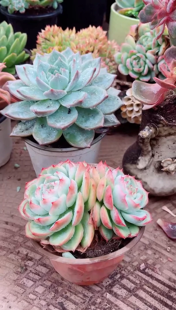 @****制多肉植物一物一拍11127