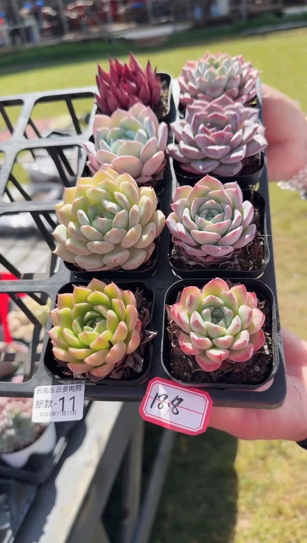 东云多肉园新款-11