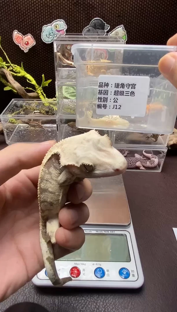 睫角守宫鳞与尾 Scale Tail 爬宠J12