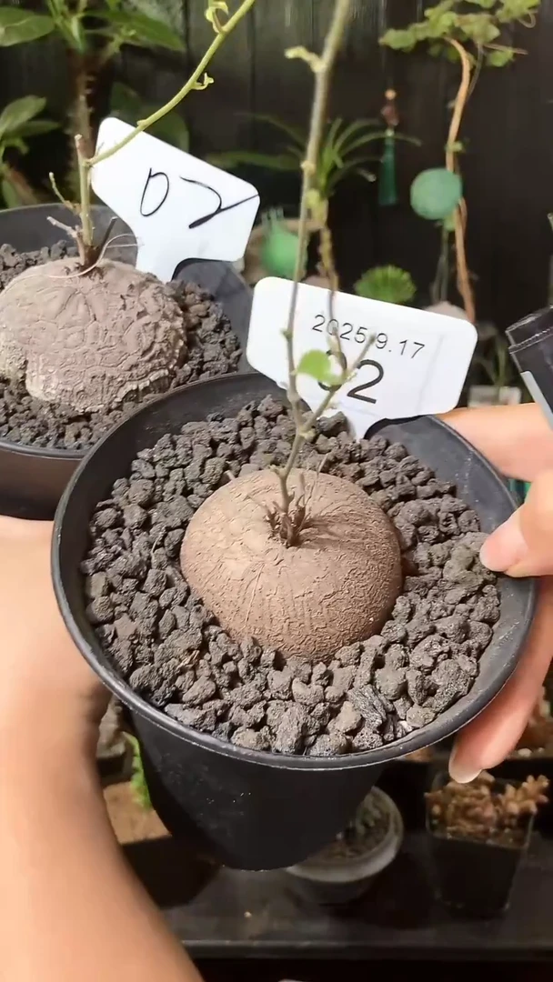 2号917福利南非龟甲龙买1个送1个