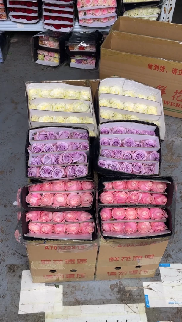 凯瑟琳20枝+海洋之歌20枝+骄傲20枝