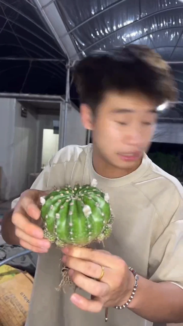 3颗 实生根 席克氏彩草 7-10cm