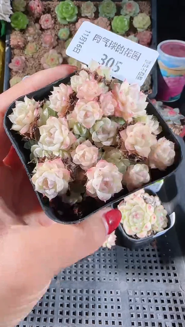 1116-305群生不包整