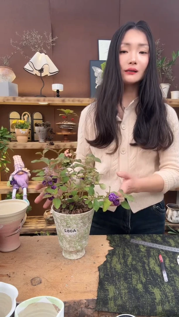 无花朵082紫珠加盆一套