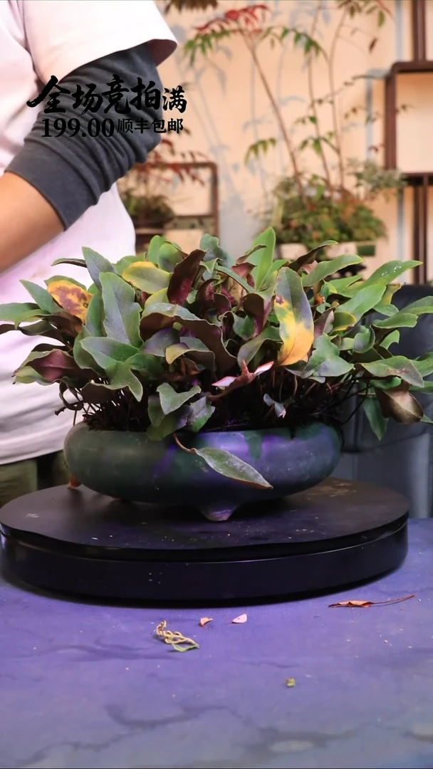 完全开放A29草本植物 顺丰到付