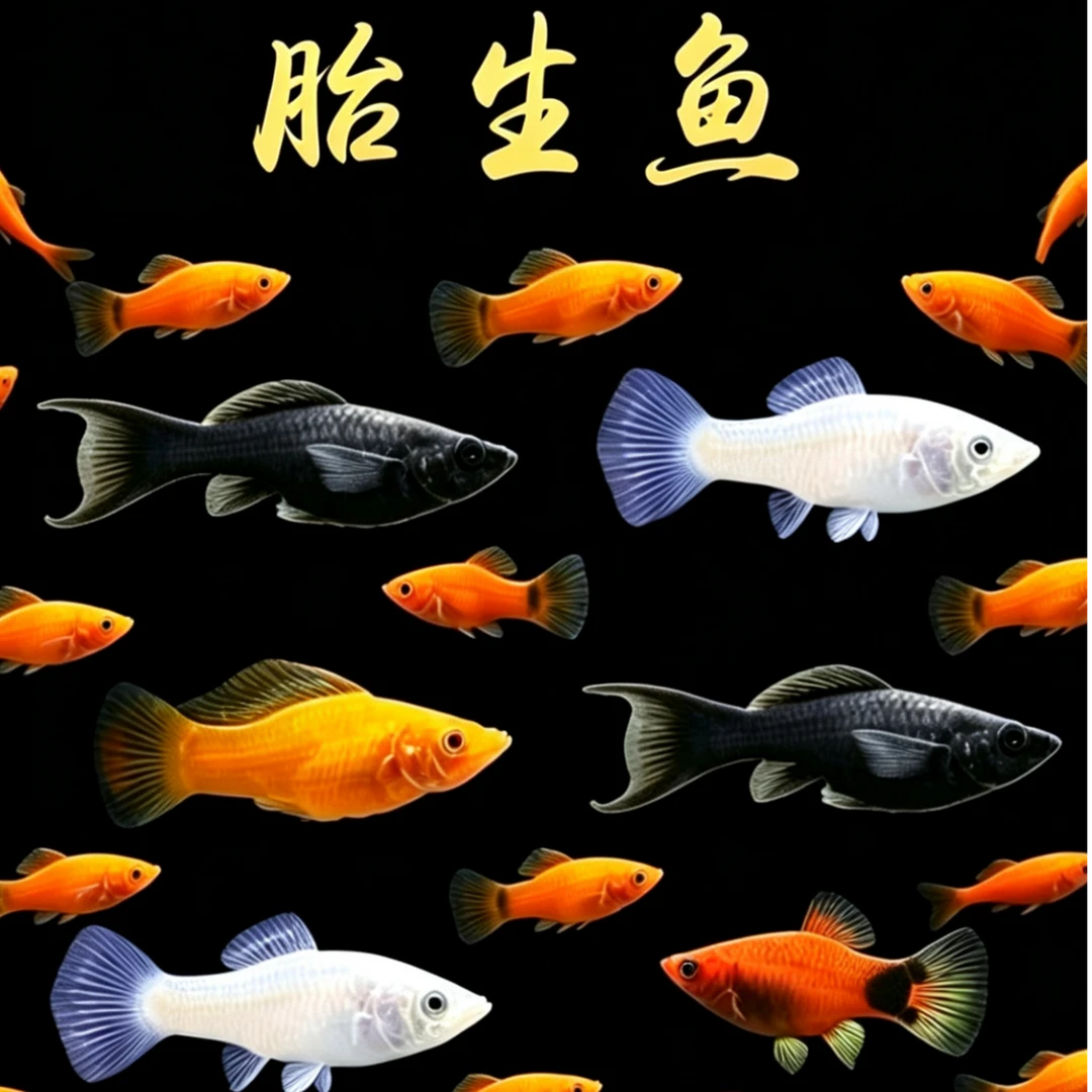 胎生玛丽鱼红色三色玛丽鱼米奇鱼热带小型鱼好养观赏性高