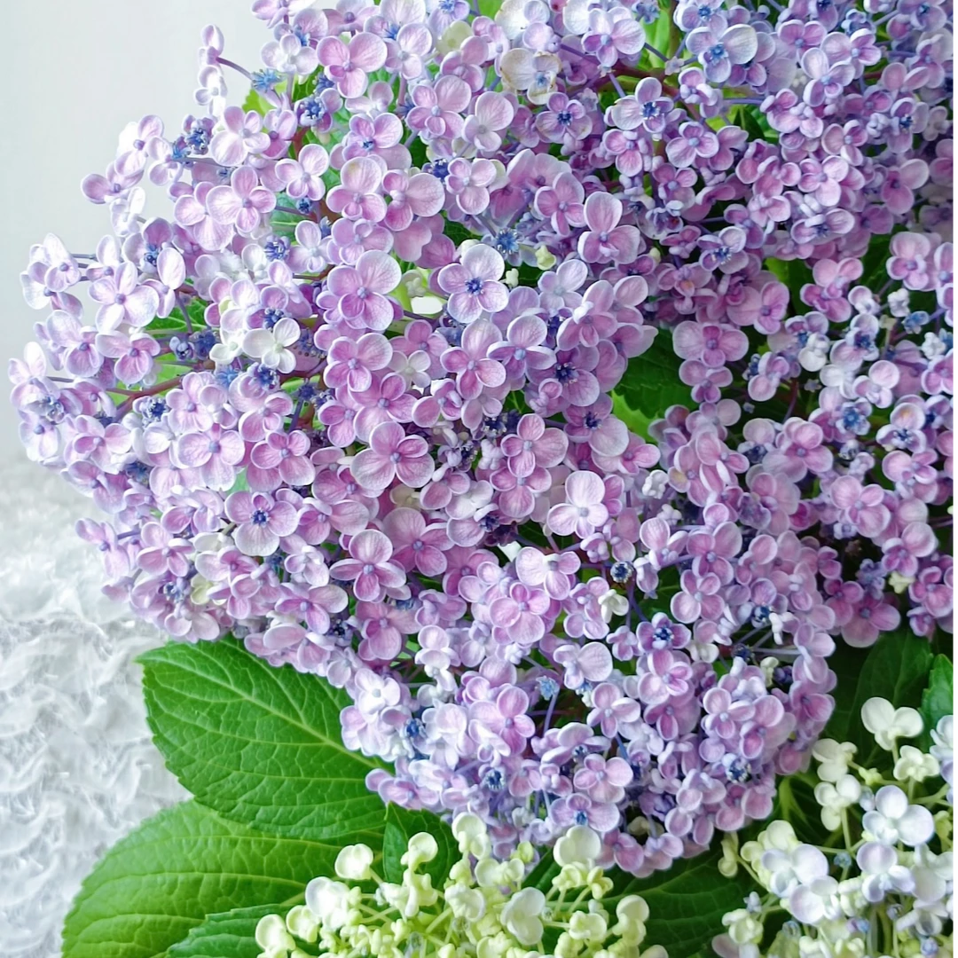 艾莎 5个头起 粉色后期会变色 大花绣球盆栽花卉带花苞发货 1加仑