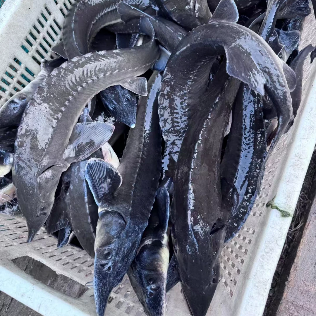 【中华鲟·现杀到家】毕节同城·1000-1250g