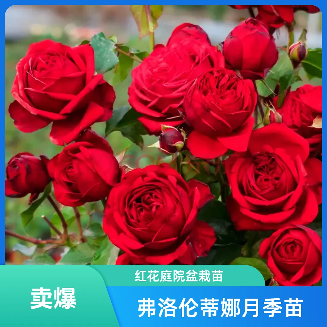 【弗洛伦蒂娜】一枝多头红色大花盆栽的多头庭院红色月季花苗 别墅
