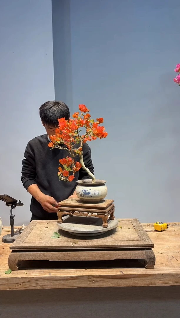 以实际为准三角梅71