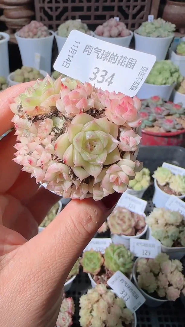 1114-334群生不包整