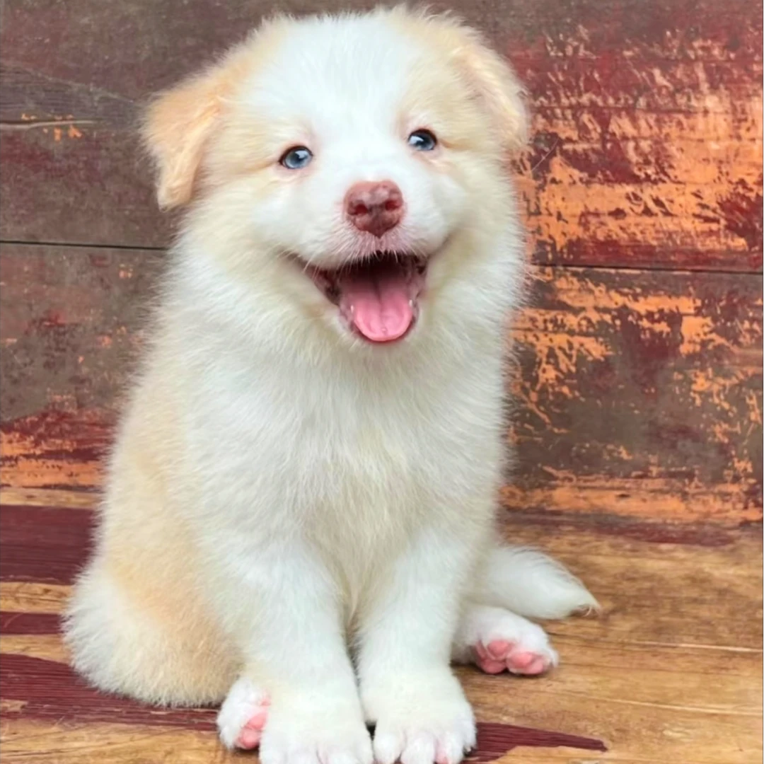 【我家的边牧犬舍】双血边境牧羊犬可爱边牧宠物狗宠物小型狗狗纯种