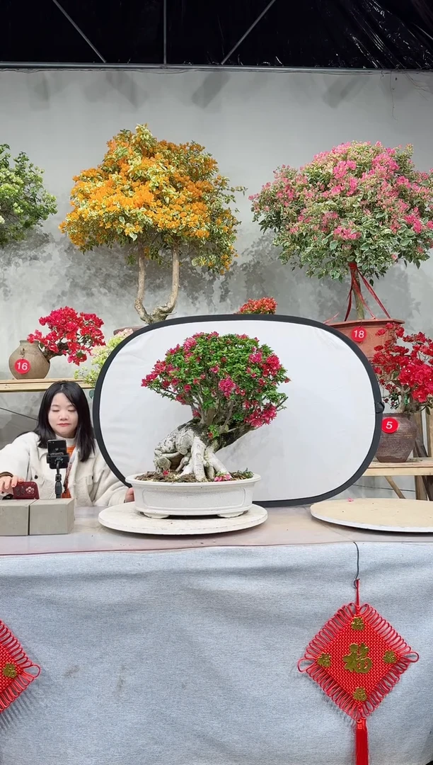 【闪购商品】盆景塔紫小桃红